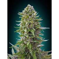 Read Ice cannabis seeds Reviews